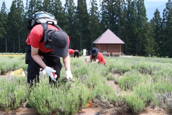 ラベンダーの剪定作業ボランティアの写真