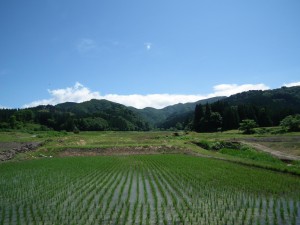 田植え直後の水田より七滝山を望む