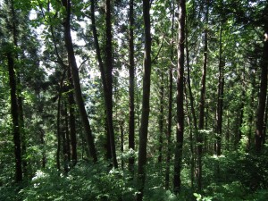 七滝山のブナ二次林